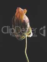 Withered purple tulip on a dark background