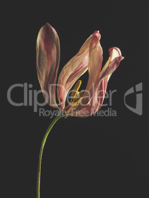 Withered purple tulip on a dark background