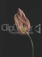 Withered purple tulip on a dark background