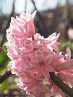 Pink hyacinth in a park