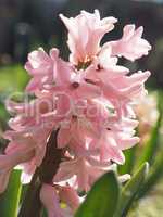 Pink hyacinth in the park