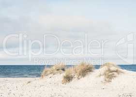 Dune grass on a beach