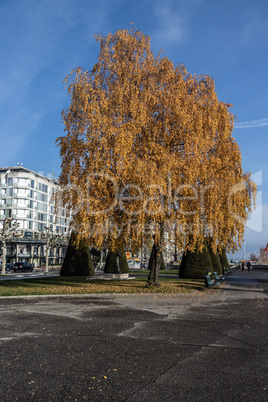 Tree at the Lake Geneva