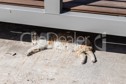 Valletta - sleeping cat