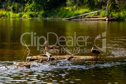 Ducks swimming on log in the river in Latvia.