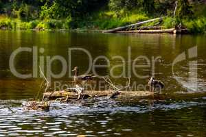 Ducks swimming on log in the river in Latvia.