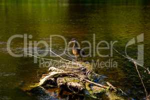 Duck swimming on log in the river in Latvia.