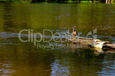 Duck swimming on log in the river in Latvia.