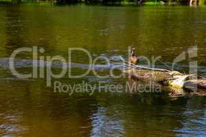 Duck swimming on log in the river in Latvia.