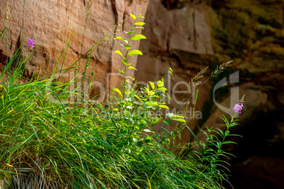 Red sandstone cliff near the river.