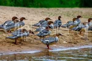 Ducks on bank of the river in Latvia