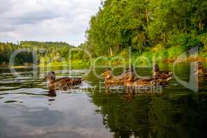 Ducks swimming in the river