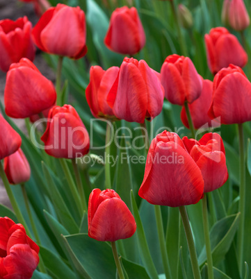 red blooming unblown tulips with green leaves