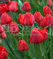 red blooming unblown tulips with green leaves