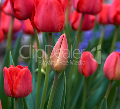 red blooming tulips with green leaves