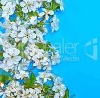 white cherry flowers on a blue background