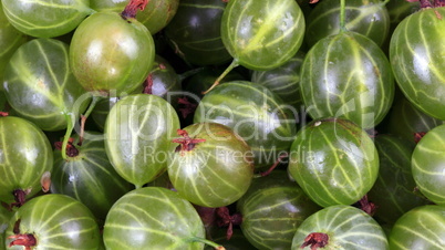 many green gooseberry fruit