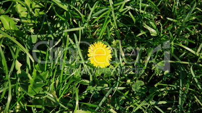 dandelion at fall