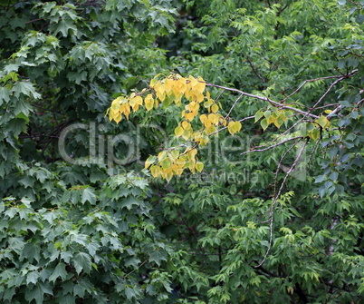 early yellow leafs on green