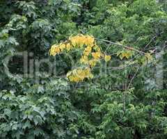 early yellow leafs on green