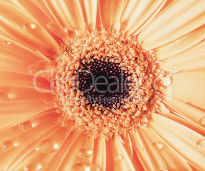 Orange gerbera flower