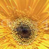 Yellow gerbera flower