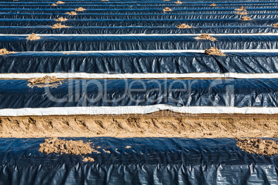 production of asparagus under black foil