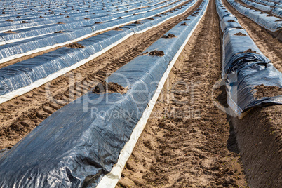 rows in the asparagus production on the field