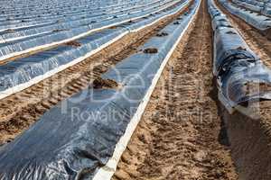 rows in the asparagus production on the field