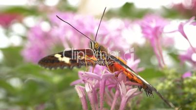 Makroaufnahme - Großer bunter tropischer Schmetterling sitzt auf Blüten