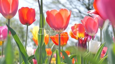 Kamerafahrt entlang bunter Tulpen im Frühling