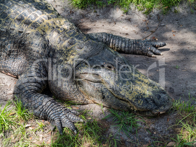 Alligator