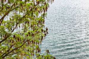 Tree over water