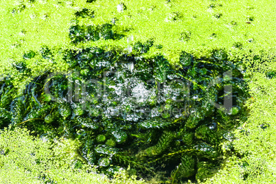 Pondweed