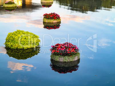 Floating Plants