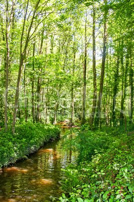 Forest Stream