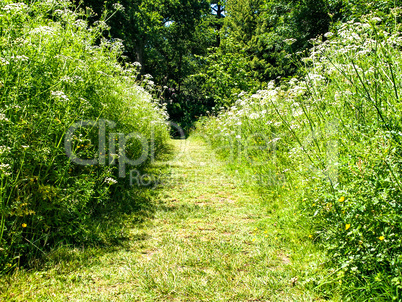 Grass Path