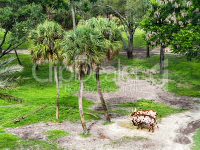 Ankole Cattle