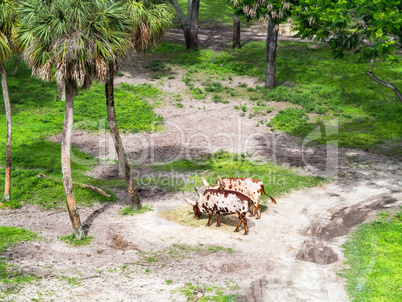 Ankole Cattle