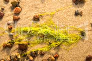 sea lettuce, alga, on a beach of the Baltic sea