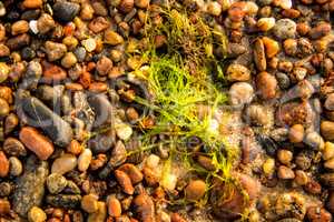 sea lettuce, alga, on a beach of the Baltic sea