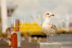 Herring gull in a seaport in Poland