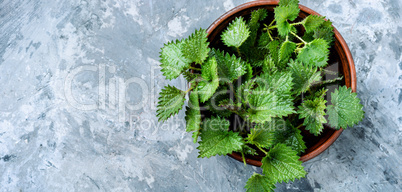 Bunch of common nettles