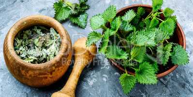 Stinging nettles,urtica medical herb