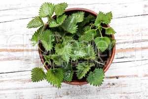 Stinging nettles,urtica medical herb