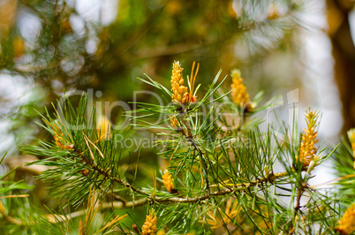 Conifer tree with young cones