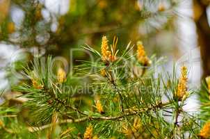 Conifer tree with young cones