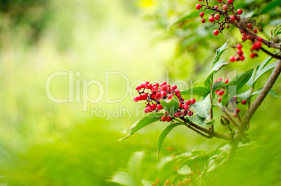 Red Rowanberries on a branch in summer
