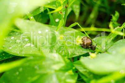 Snail with brown shell on a green leaf after summer rain