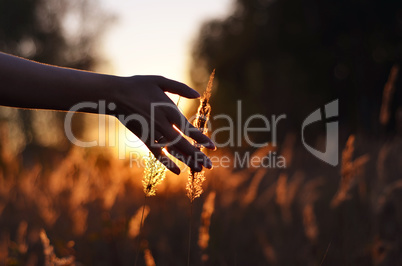 Hand touching wheat spikes at sunset